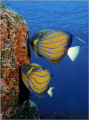   sure most beautiful angel fish Pommacanthus annularis. Shot Similan Islands. annularis Islands  